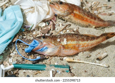 Dead fish consumed plastic
