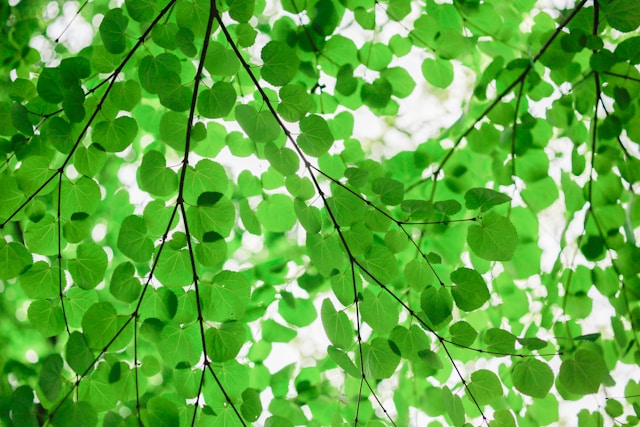 Increasing Biodiversity Through Food Forests